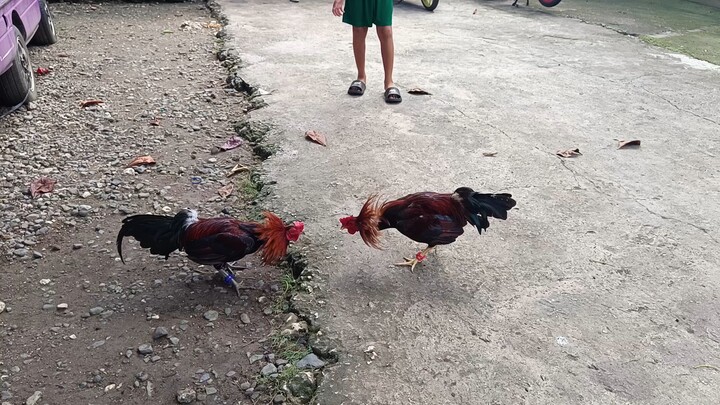 McLean Kelso VS McLean Hatch