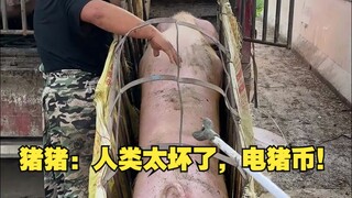 Piggy: Manusia sangat jahat, koin listrik babi!