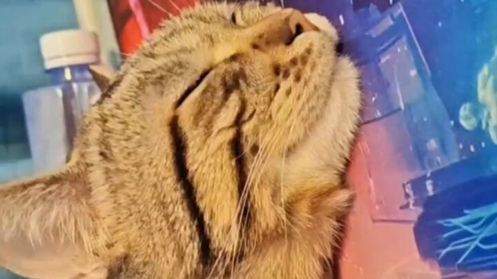 เพื่อไม่ให้รบกวนฉันดูคอม น้องแมวเลยนอนแผ่ตัวเป็นแมวน้ำเลย!