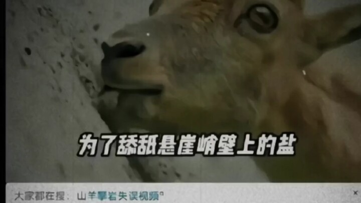 Why Not Just Eat Mashed Meat?