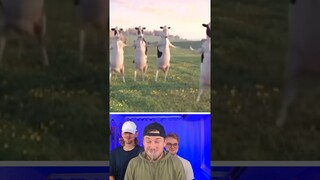 Try not to Laugh 🐮 Part 72