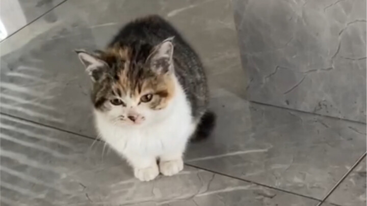 Two Weeks of Change for a Stray Pig and Cat After Coming Home