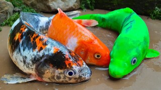 Aktivitas ikan koi, ikan hias, mas besar Berburu Berafam Hewan Laut   Lumpur Experiment Fishing