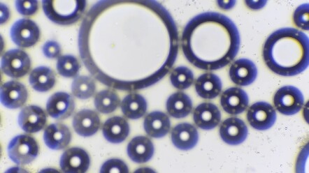 Ragi yang Sedang Mengalami Respirasi Anaerob