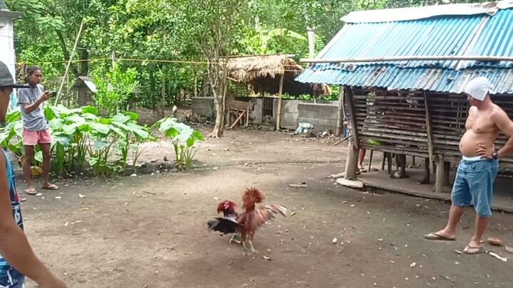 talo si bulaw pero parehas patay