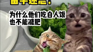 【Meme kucing】Setelah belajar di luar negeri, saya akhirnya mengerti mengapa orang Amerika tidak bisa