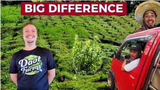 PHILIPPINES FARMING SUCCESS? Big Calamansi Growth And Cateel Friends!