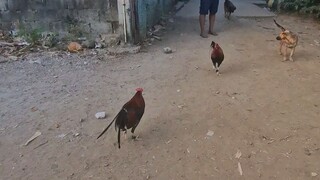 sweater roundhead vs goldenboy