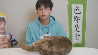 我花一千元买了一只假猫