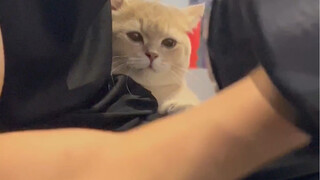 Kitty Tries Out 100 Different Professions: Fitness Assistant/Meow Meow Strikes!