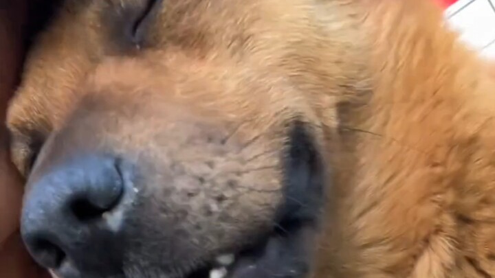 ช่วยเหลือต้าหวง!