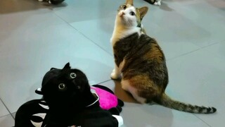 放哪都看不见的猫！C位给你也白扯啊！