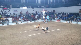white choco win 5-stag argem col