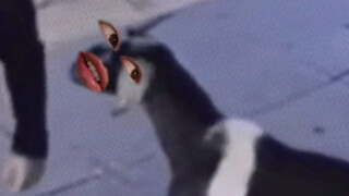 هي هي