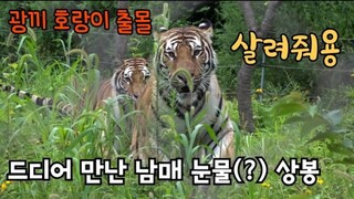 "Hari penuh pertengkaran"Kisah Famous Tiger Family In Korea