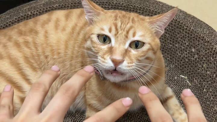 菠萝头：什么炸了一下