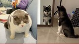 Cutest Dogs And Cats In The World | Cute Animals Doing Funny Things Clean