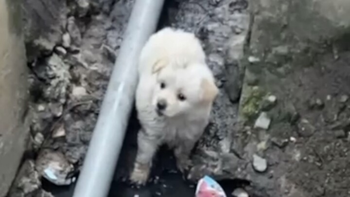 Chú chó nhỏ ngày xưa được nhặt bên lề quốc lộ 319 giờ ra sao rồi?
