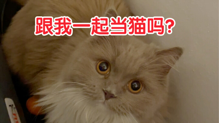 50 million people have experienced being a cat in my videos—this is that very cat carrying the camer