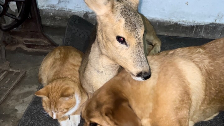 The silly roe deer's love for petting cats is hereditary!