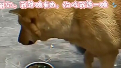 เชื่อมั่นในความภักดีของ Dahuang เสมอ