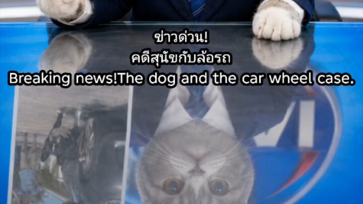 ‎[สำนักข่าว ASUJIAI] ข่าวด่วน! คดีสุนักกับล้อรถ #asujiai #funny #cat #dog