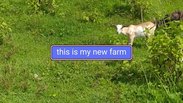 my farm