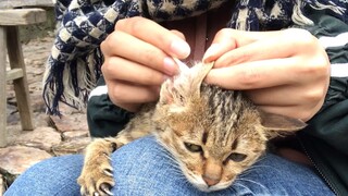 Apa yang Terjadi Jika Jewer Kucing Liar? Kehidupan Seperti di Puncak!