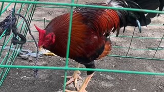 shelbiss line 🐓🫡