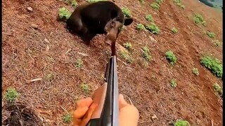 Đánh lợn rừng kiểu này thật đã!