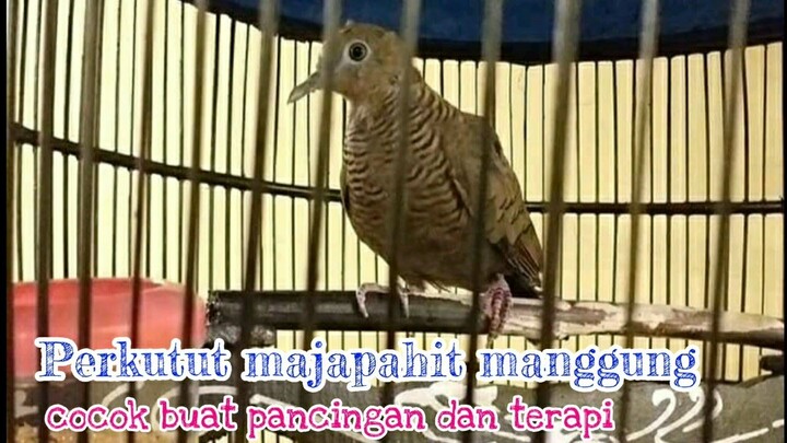 masteran terbaru 2020 perkutut lokal mamggung gacor