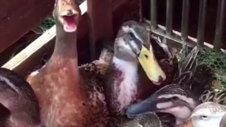 When Chuchu suddenly jumped into the water, the scene suddenly became… (｡ò ∀ ó｡)