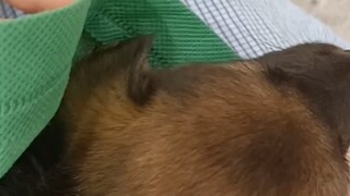 三十块买的小土狗仅用一个动作让女大学生落泪。