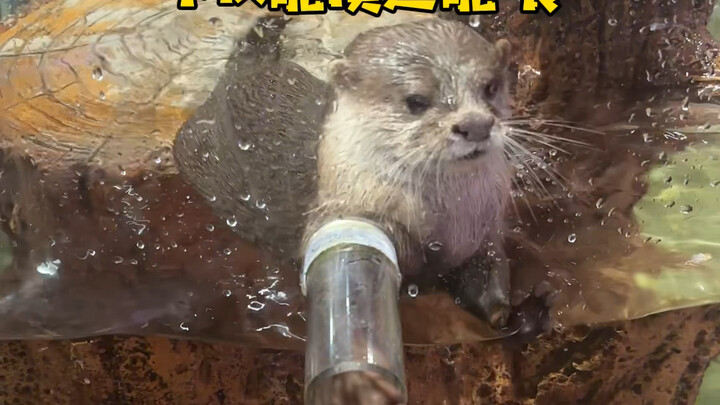 When you wake up one day and find yourself in Changsha, Zoolung!