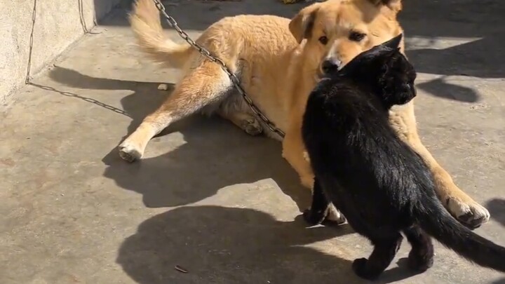 Chú chó nhà bà ngoại biết vuốt ve mèo!
