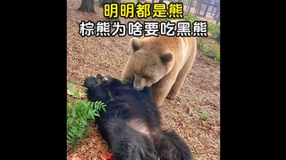 Why would a brown bear eat a black bear, when they’re both bears?