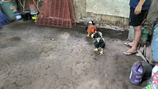 FIRST SPAR NATIONAL BANDED STAGS..AYAW PA LUMABAN NUNG IBA KAYA NA LANG MUNA