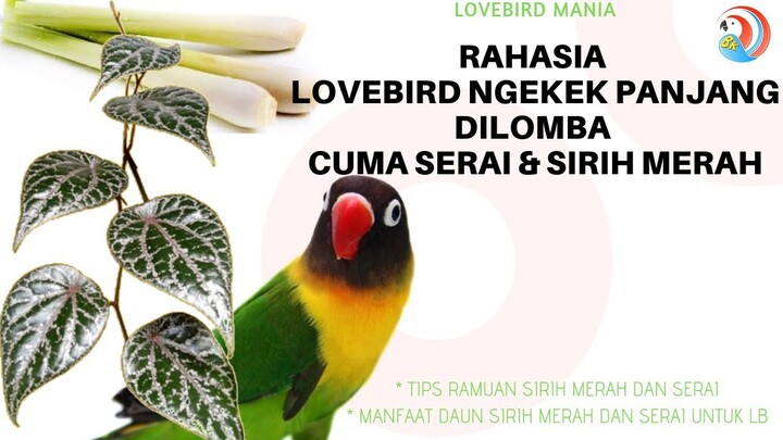 Racikan Rahasia Lovebird Konslet Adalah Sari Serai dan Sirih Merah