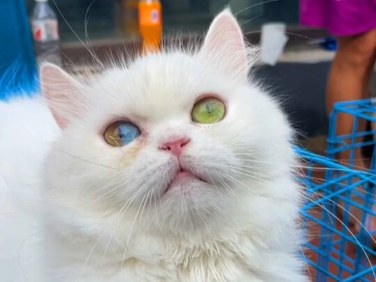 أنت بالتأكيد لم تر قط قطة عيونها هكذا!