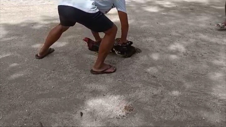 Panalo tayo dito mga bai. Hindi sumabay manok natin. #CashOutGF