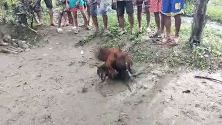 sugat² lng sa tas bukid