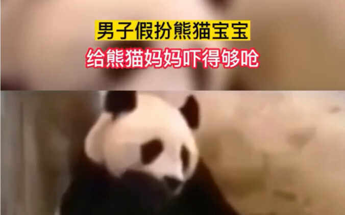 April 11 (release date): Man Disguises Himself as a Baby Panda, Scaring the Mama Panda Half to Death