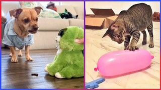 Top Cats & Dogs Funny Reactions to Pet Toys