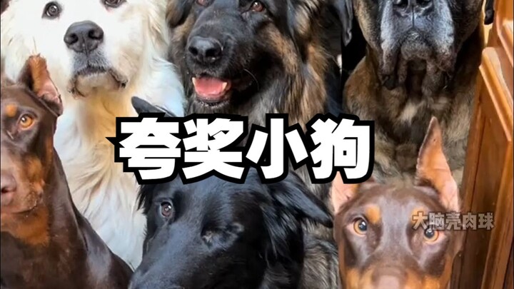 Ketika 17 ekor anjing di rumah dipuji sebagai anjing yang baik, reaksi mereka adalah: