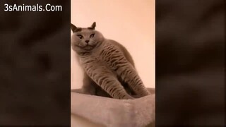 Cat antics, wild fun, super-long enjoyment compilation!