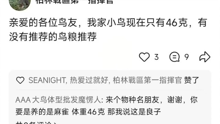 Lương Tử Tiểu Điểu