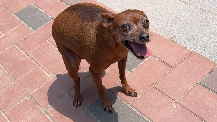 An’an has a tummy ache and can’t poop, crying out loudly~ #cutepets #CelerySis #awardforweirdbehavio