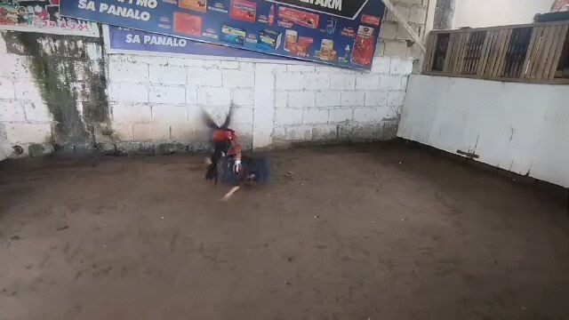 badaldo pakpak