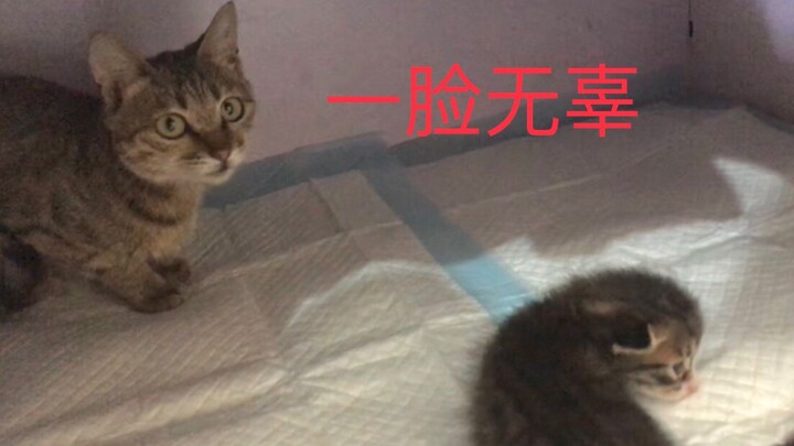 The lazy cat mom refuses to carry her kitten back to the den, so the little furball has to climb bac