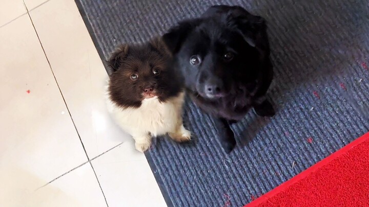 A stray dog mom takes her puppies all the way to the 11th floor, just to find them a good home.